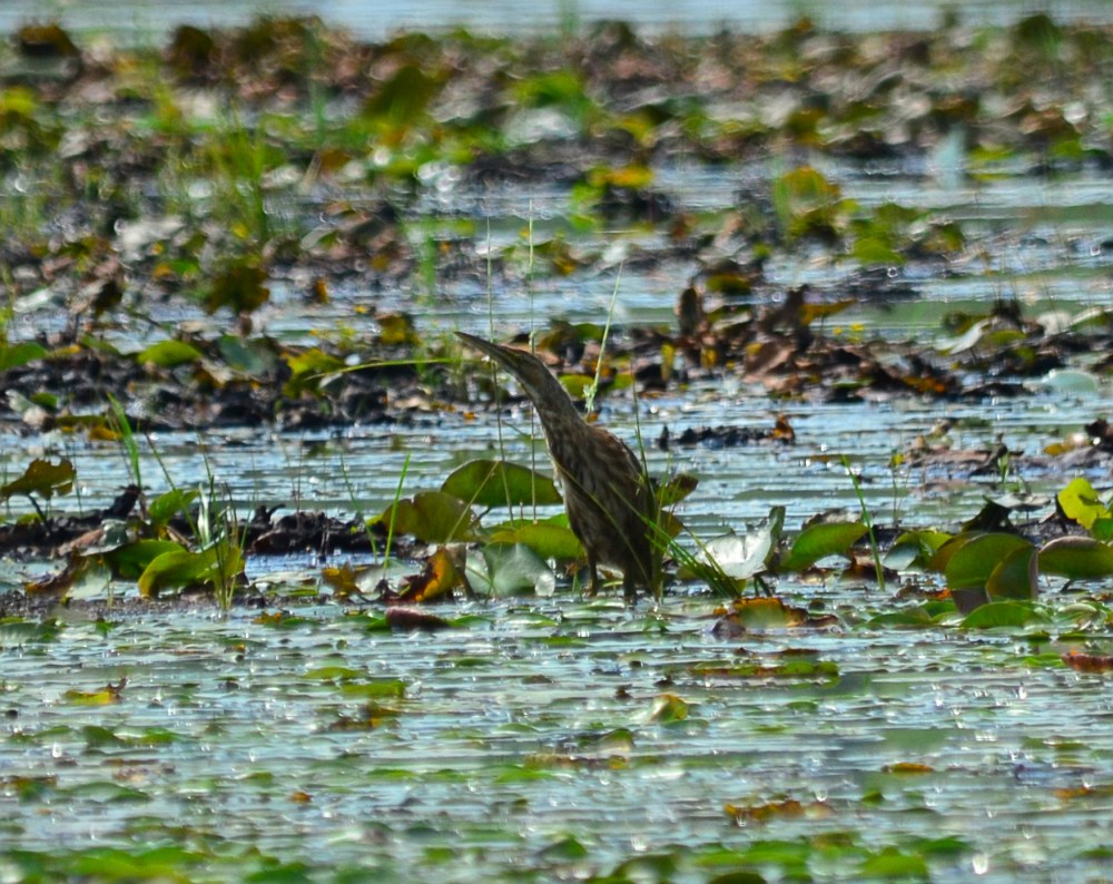 Botaurus lentiginosus