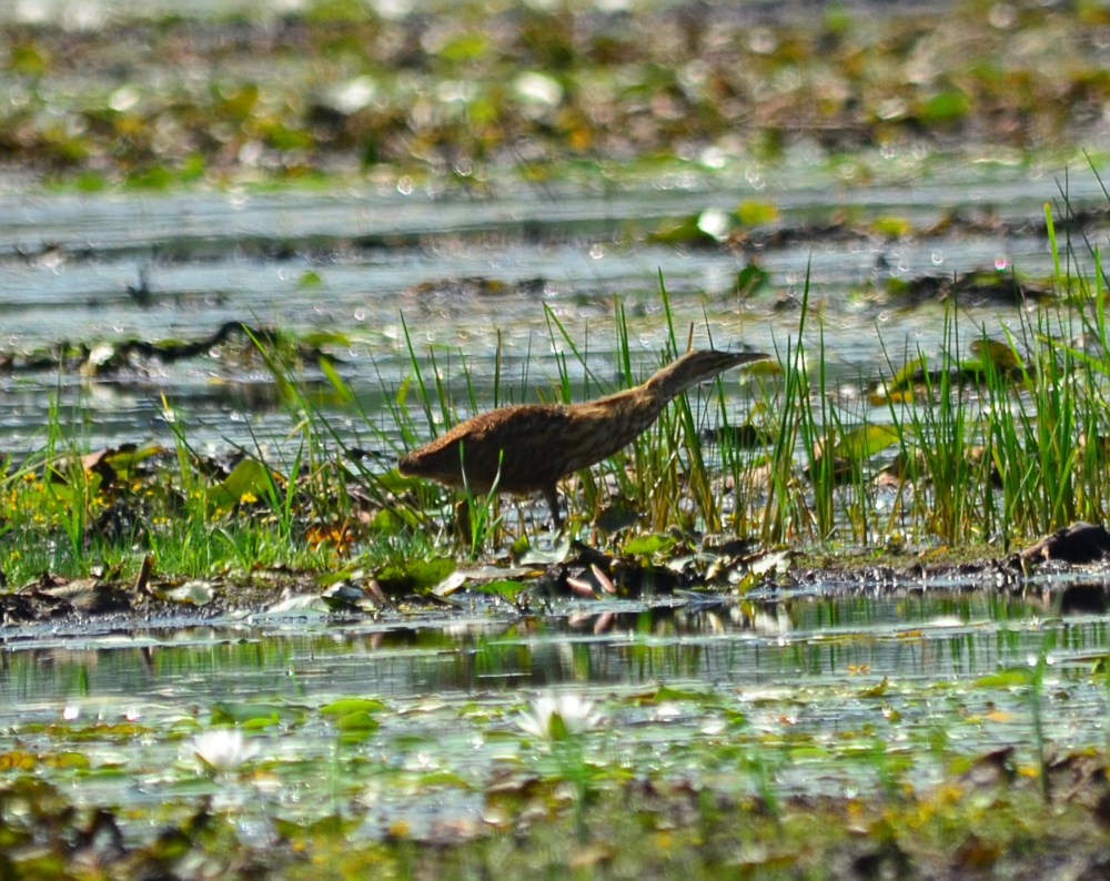 Botaurus lentiginosus
