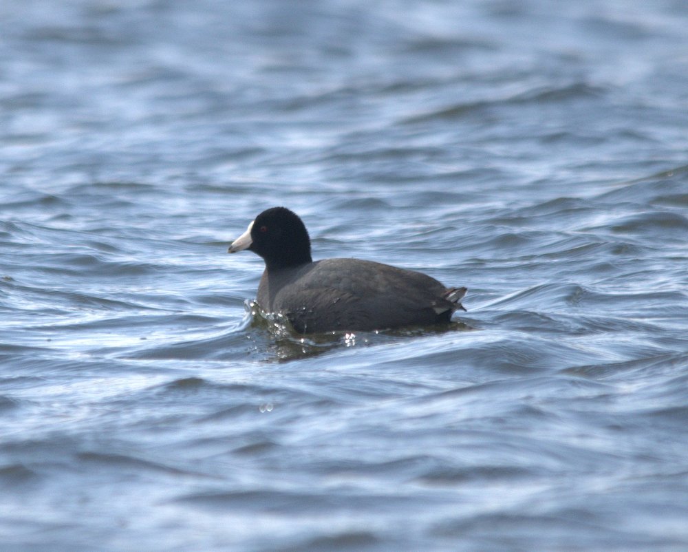 American Coot (Fulica americana)