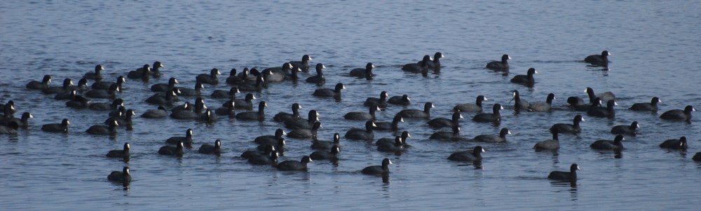 American Coot (Fulica americana)