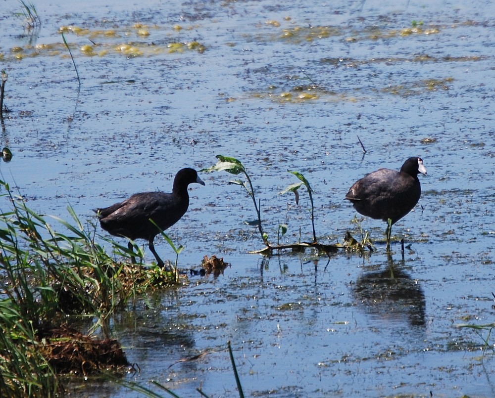 American Coot (Fulica americana)