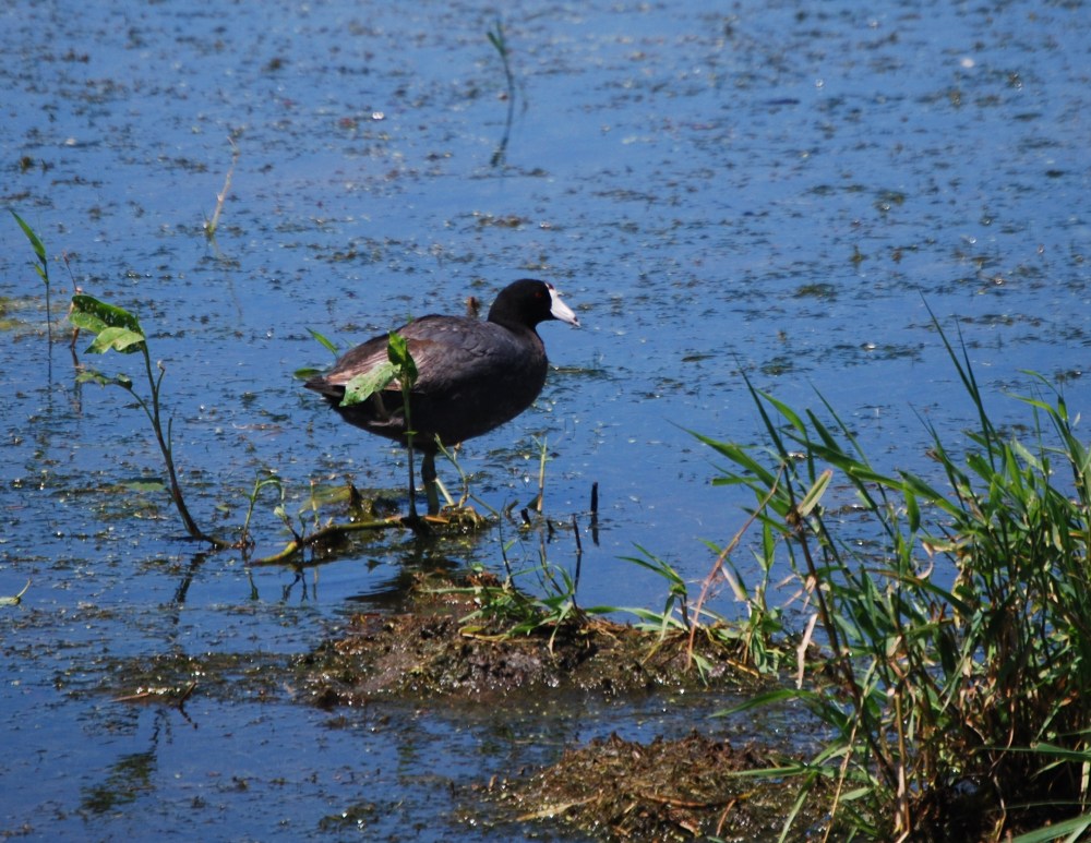 American Coot (Fulica americana)