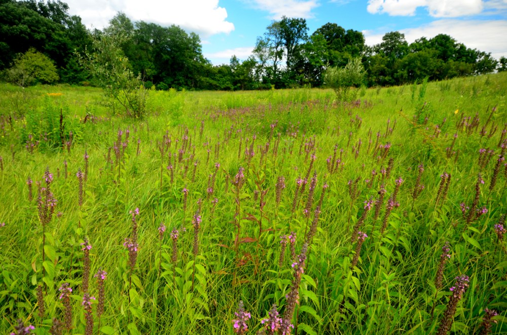 Prairie full of Wood Sage