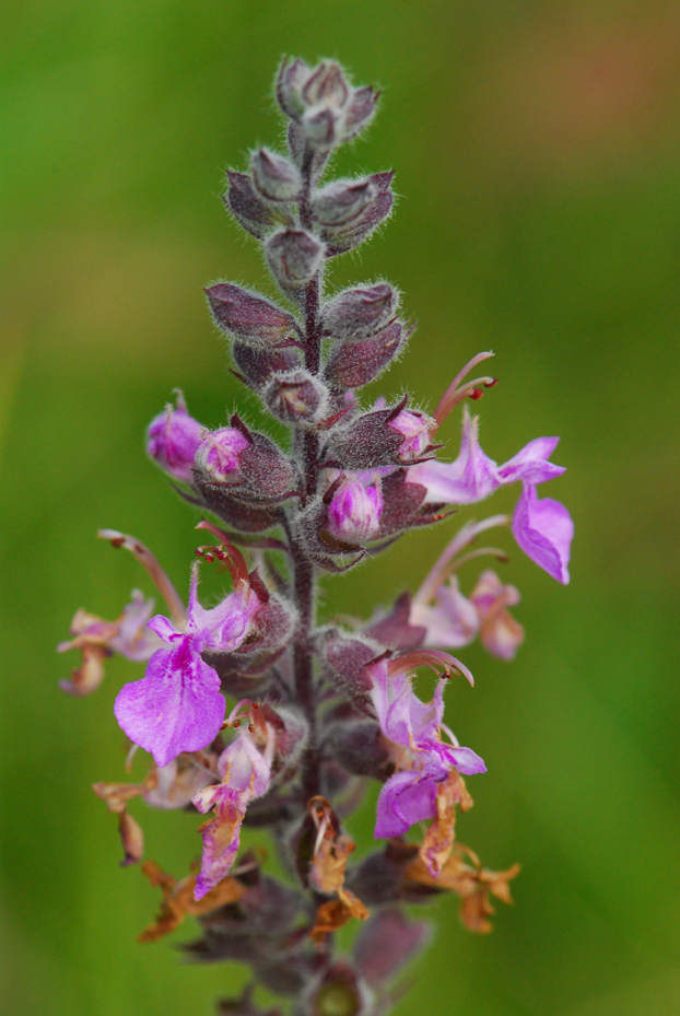 American Germander/Wood Sage (Teucrium canadense)