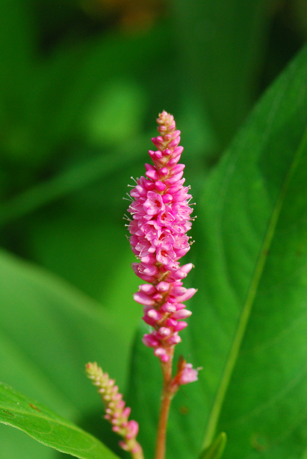Water Smartweed (Polygonum amphibium)