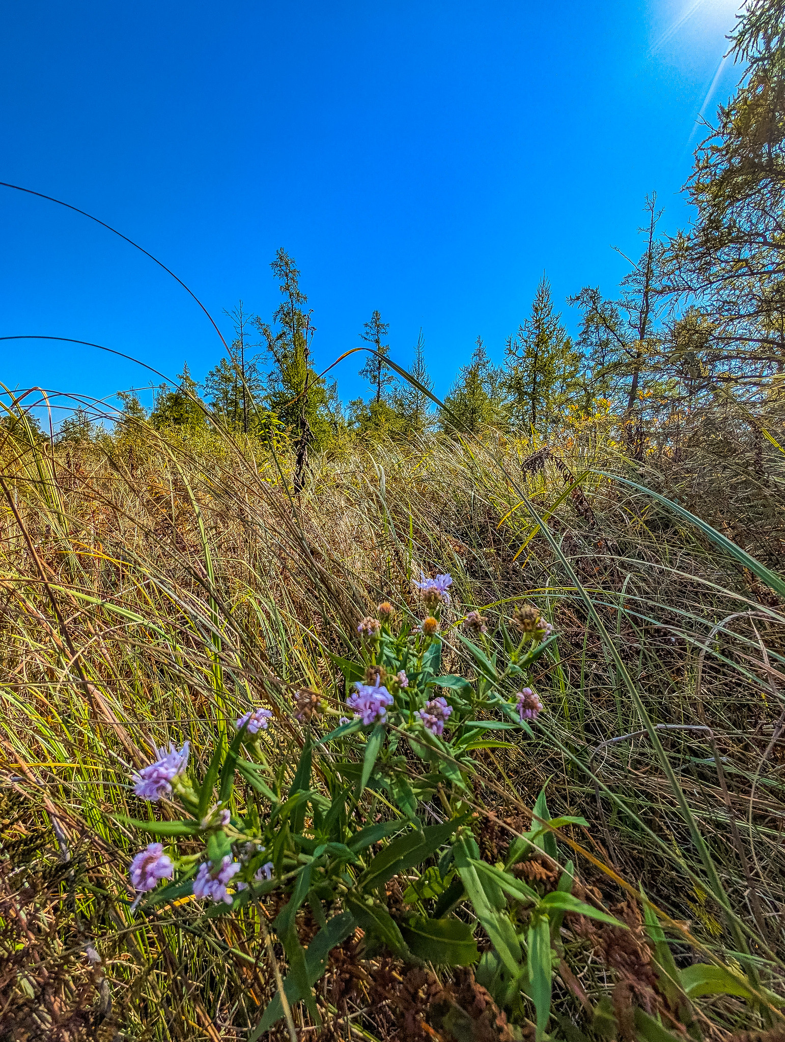 Tamaracks and Sedge Meadow at Swan Lake Tamaracks SNA